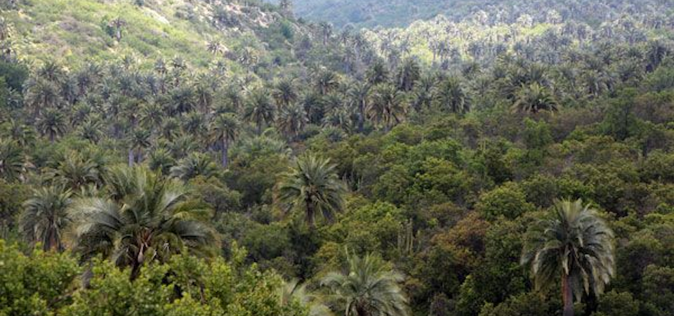 Parque Nacional La Campana, naturaleza plena en la Zona Central