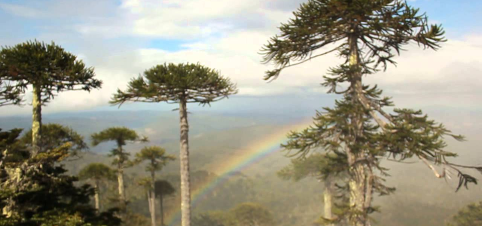 Cordillera de Nahuelbuta y Parque Nacional