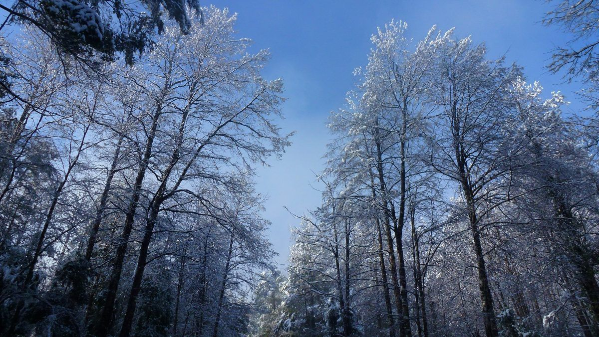 Mágico bosque nevado en la Reserva Huilo Huilo