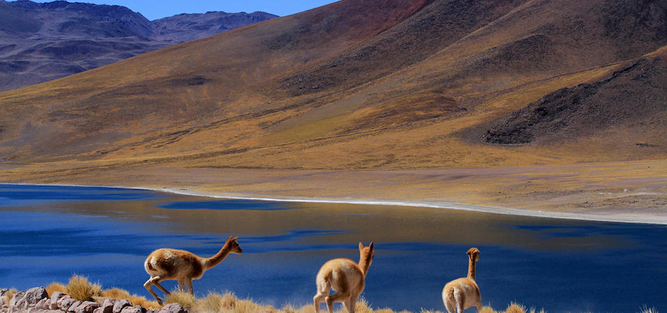 10 tips to get to know the Atacama Desert