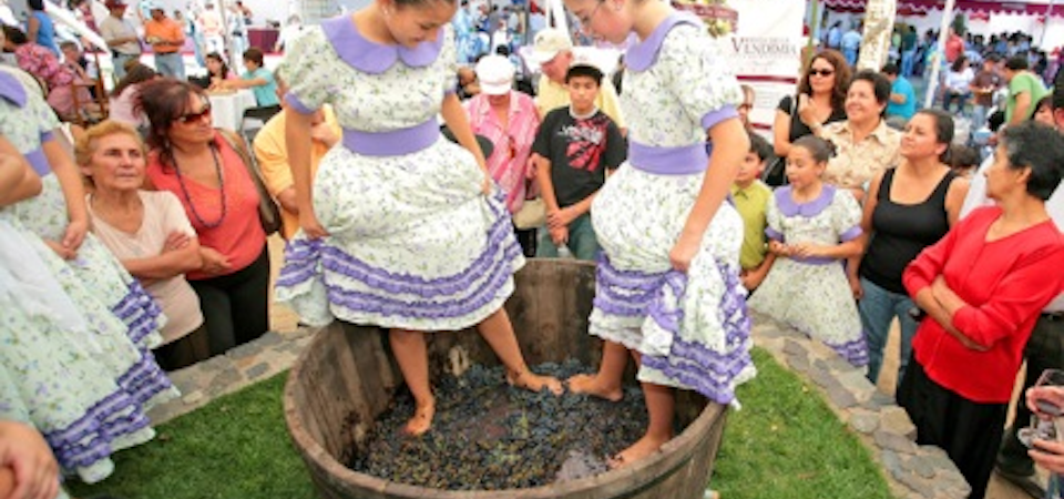 Harvest in Chile