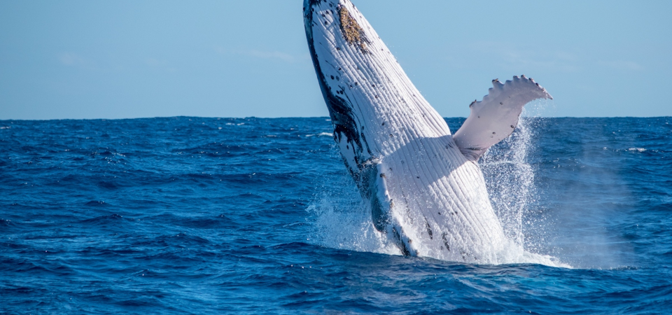 Consejos para el avistamiento de ballenas en Chile: lugares y más