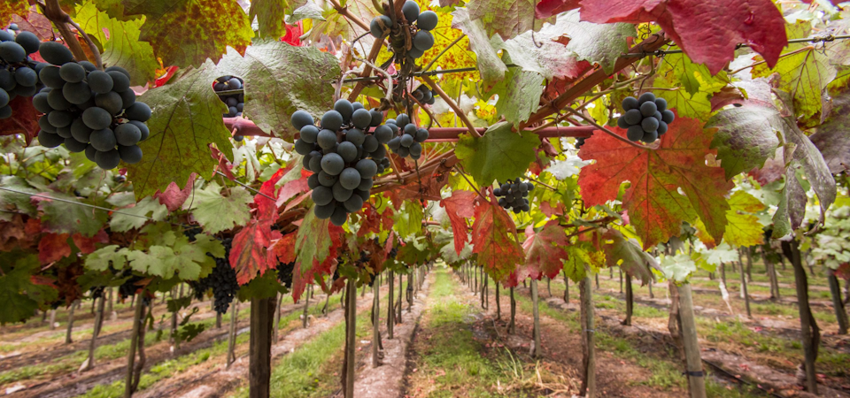 5 Activities to Enjoy in Chile During March