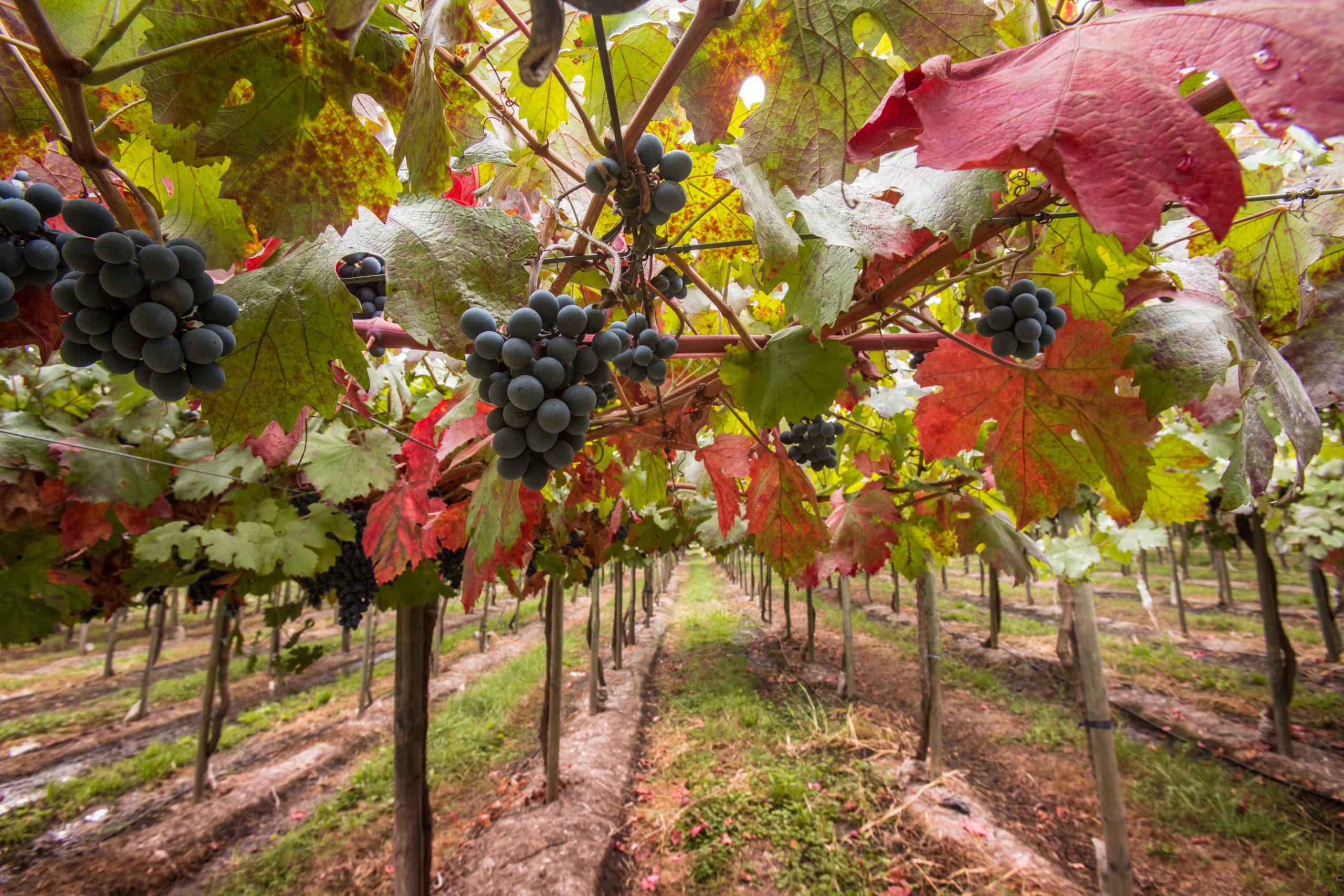 Vale de Casablanca: o que é e onde será realizado o festival da colheita da uva? 