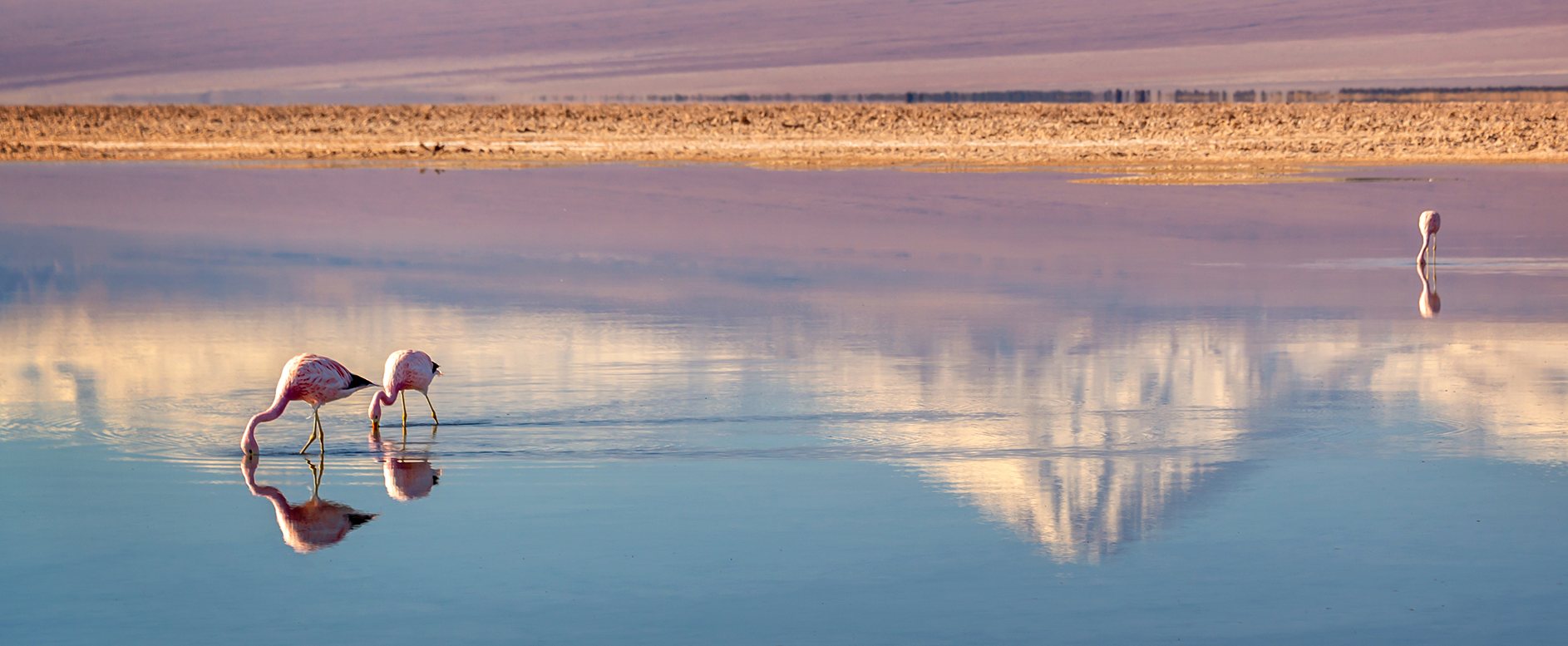 Salar de Atacama: onde ver flamingos e o que fazer no Atacama