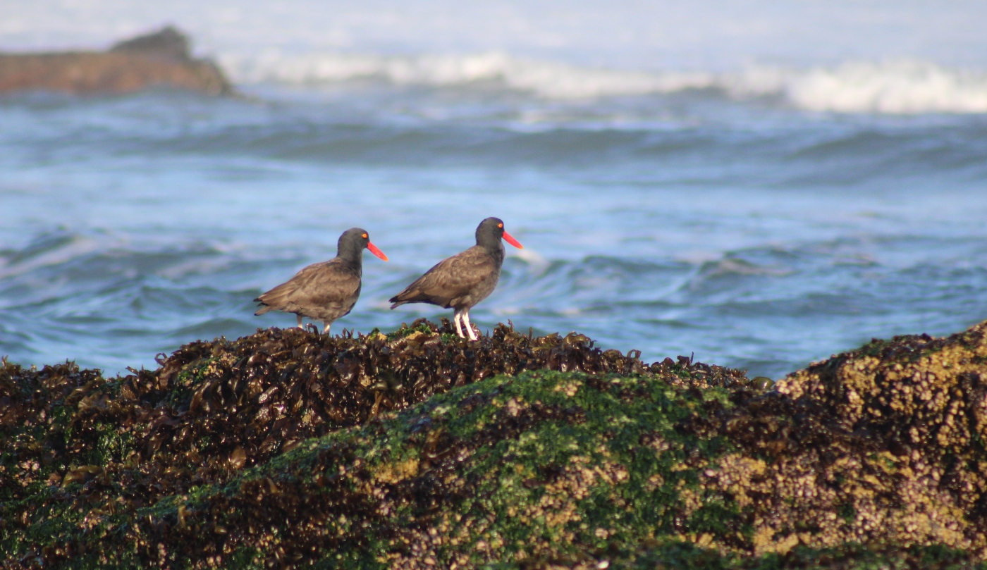 Birdwatching in the Valparaíso Region: Wetlands and Must-See Spots