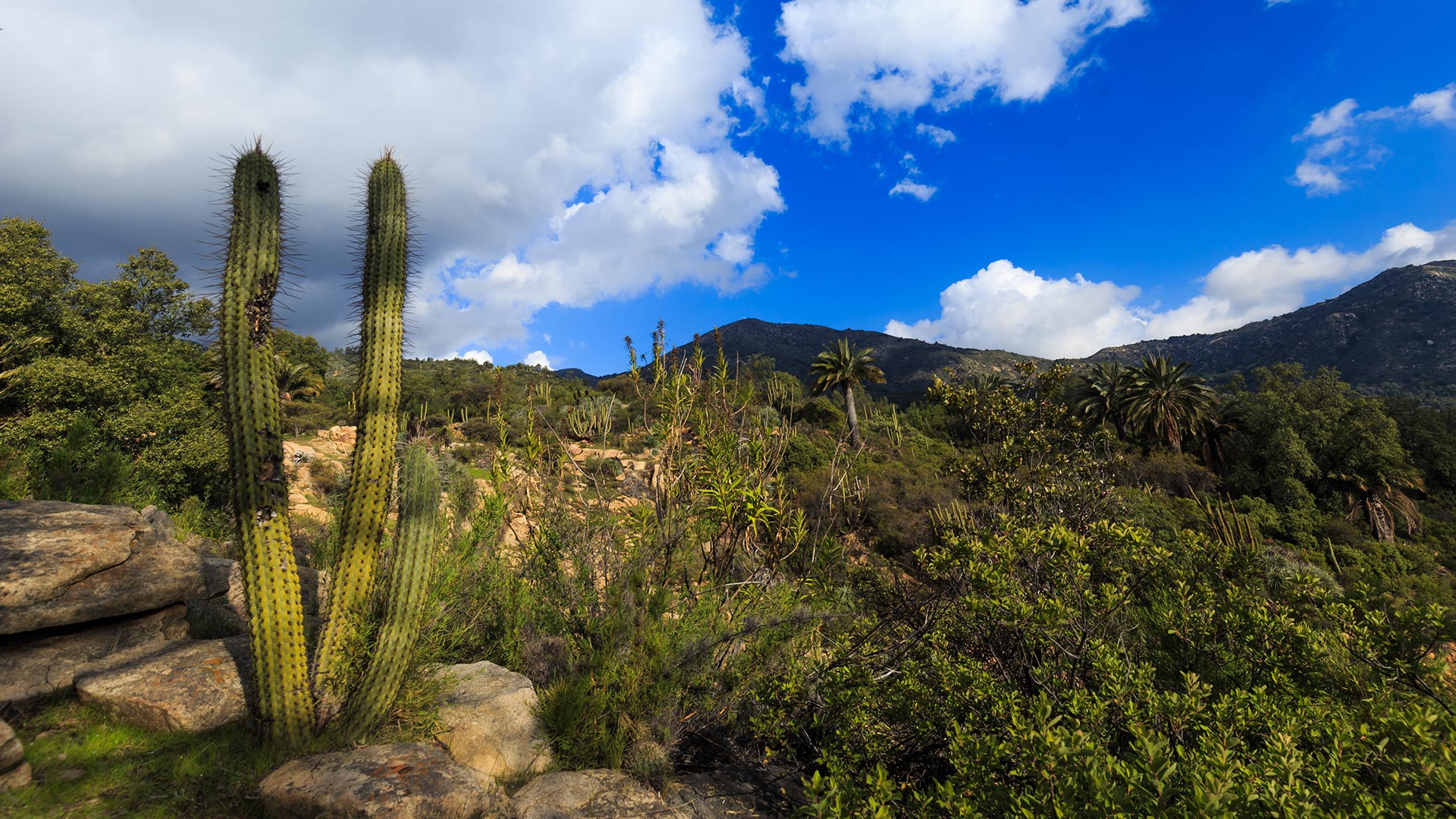 Parque Nacional La Campana: senderos, caminatas y bosque nativo en Olmué