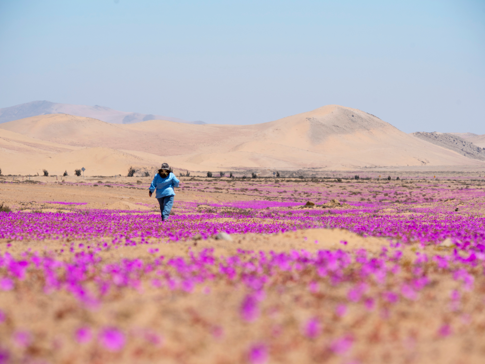 Chile's Flowering Desert: Where to See It and How to Get There