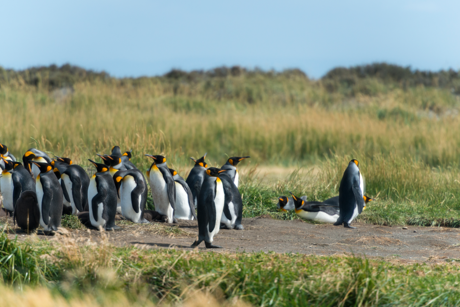 Dónde ver pingüinos en Chile: mejores lugares y época para visitarlos