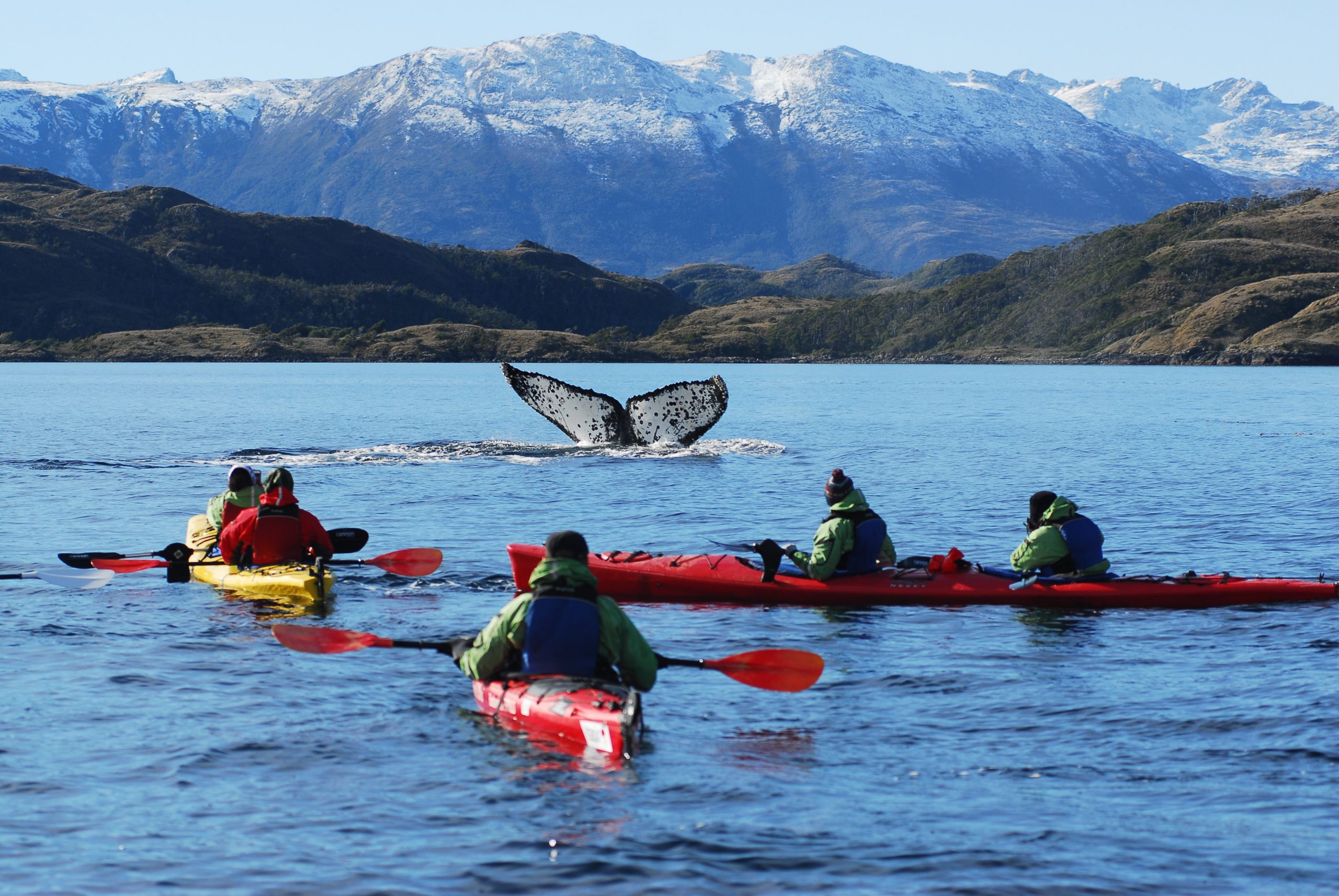 Avistamiento de ballenas en Chile: lugares para verlas